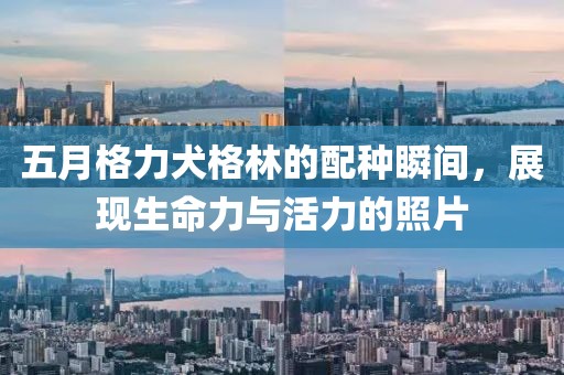 五月格力犬格林的配种瞬间，展现生命力与活力的照片