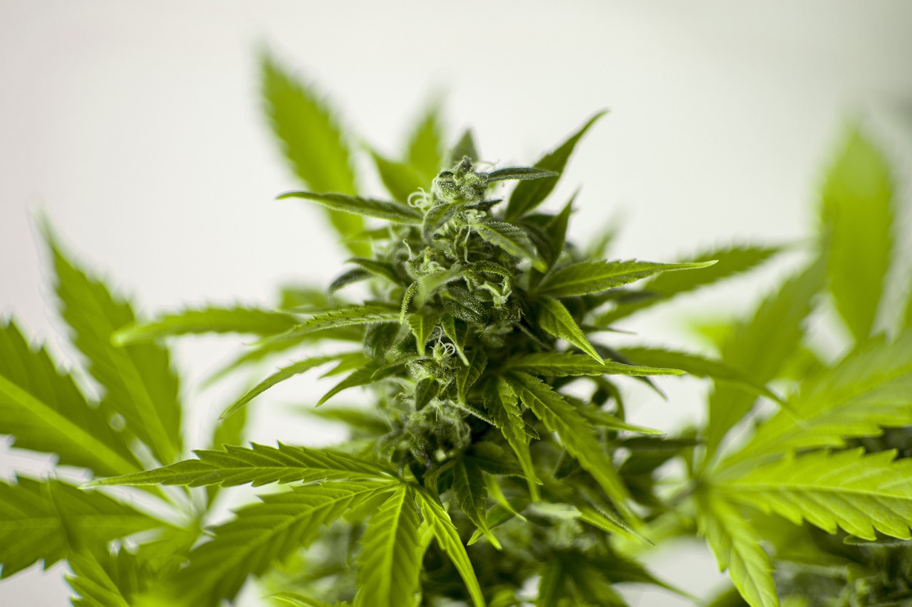 大姜高产栽培技术的最新研究与实践成果分享