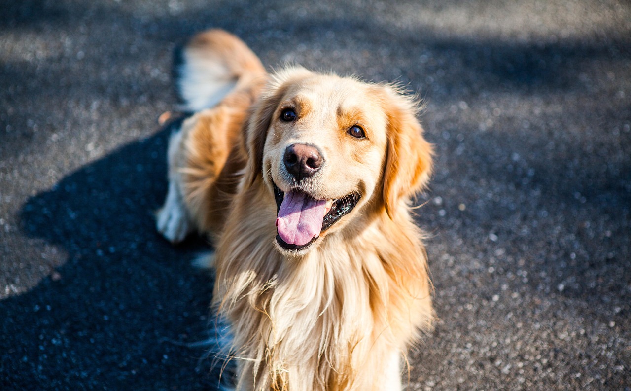 元气萌犬屋最新破解版，探索与体验之旅