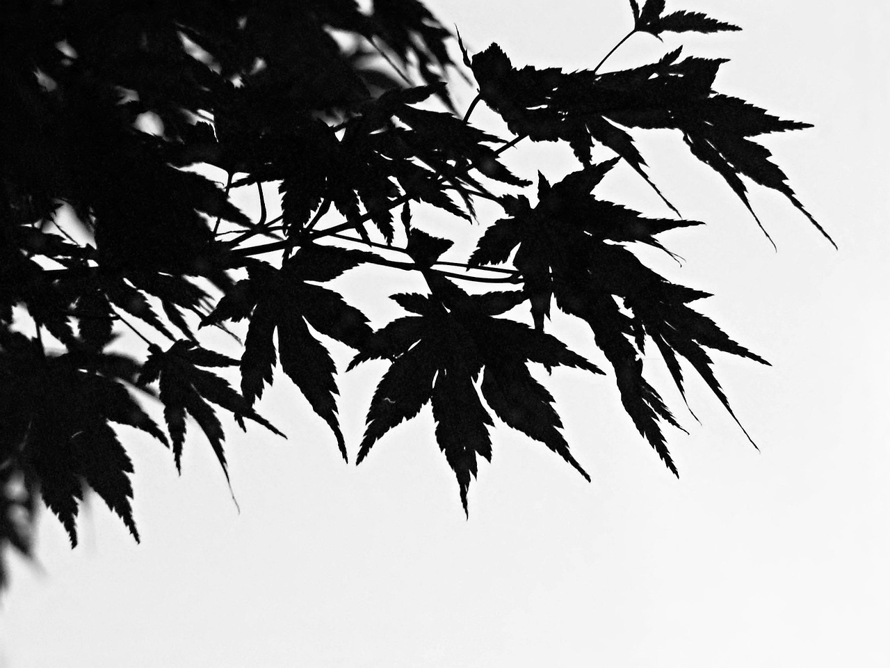 叶淼与叶水墨，最新故事探索更新