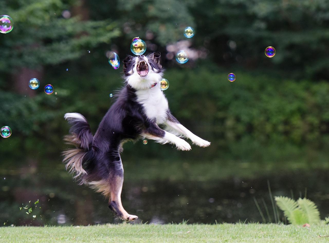 四月边牧比赛视频，展现边境牧羊犬的非凡风采