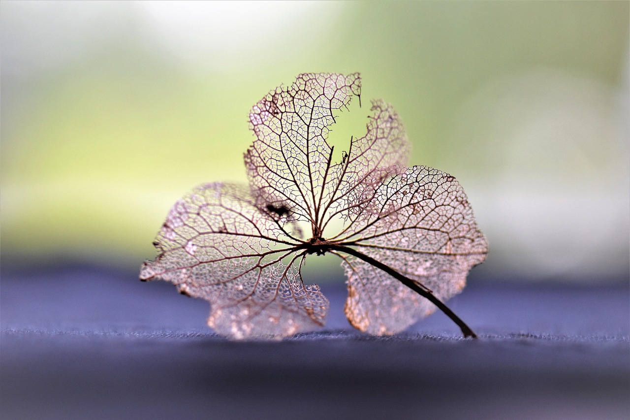 四月紫芜新篇章，绽放的希望与未来