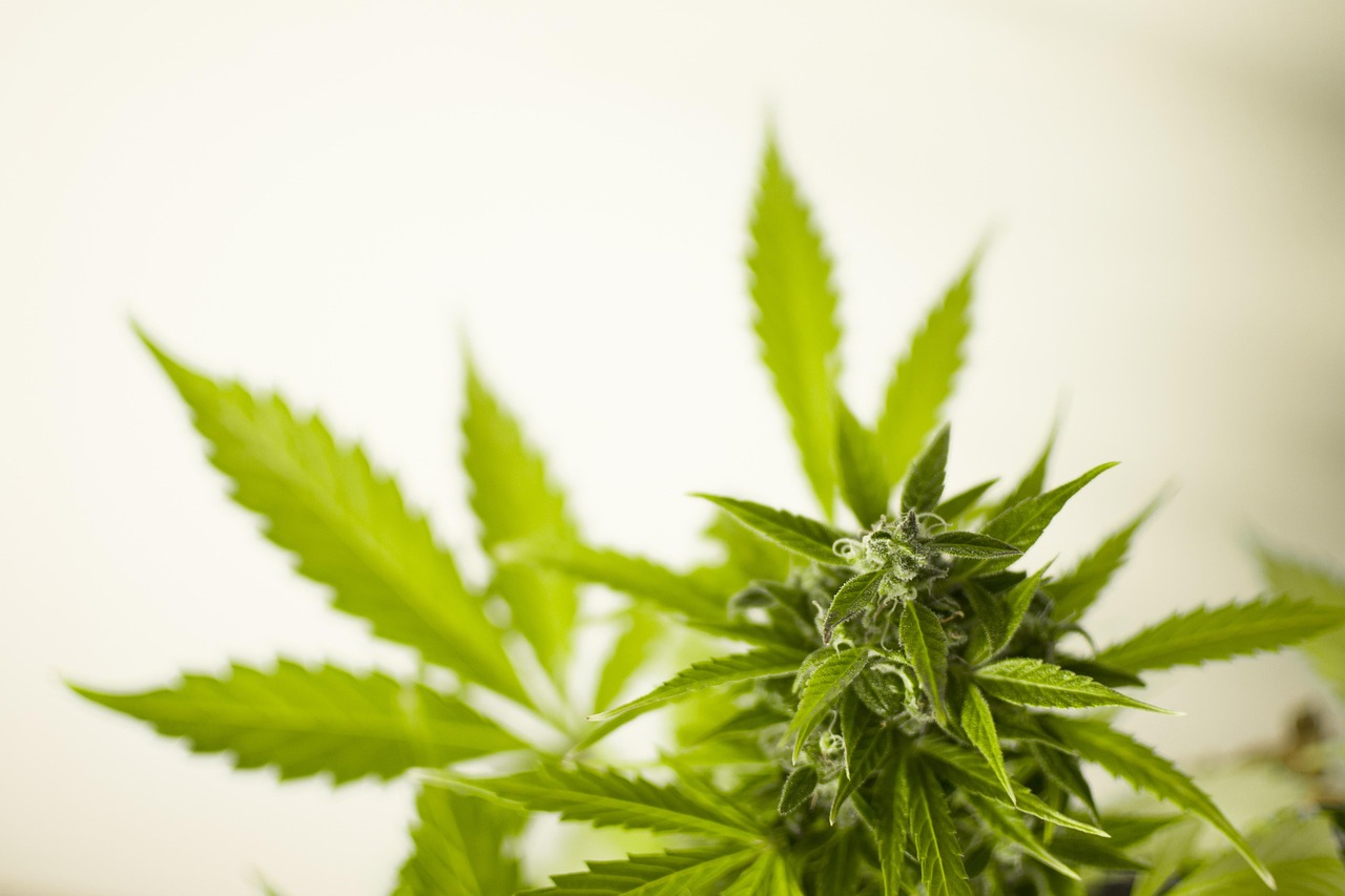 南阳五月非法集资动态更新，深度解析及应对策略