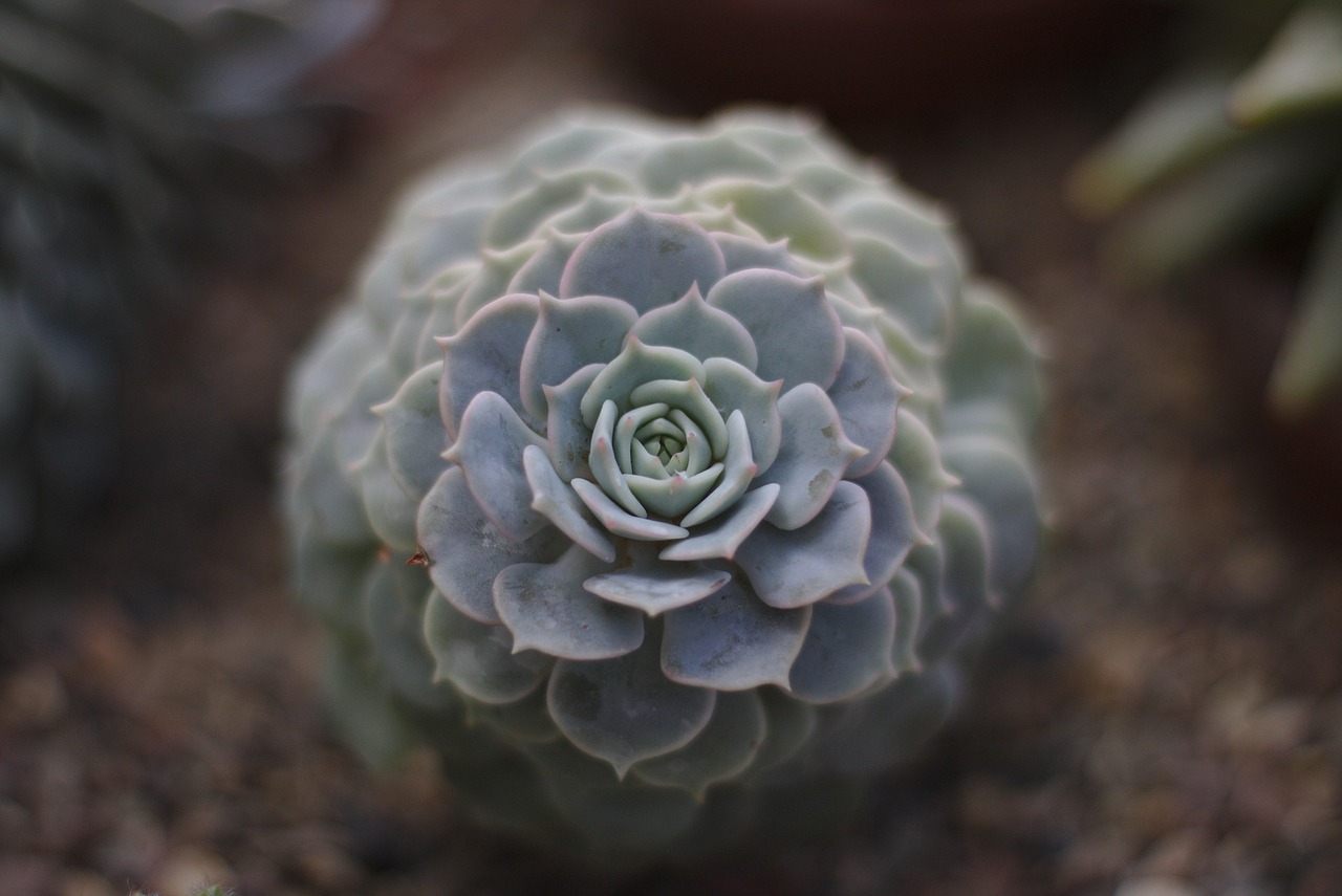 五月元青花拍卖行情综述